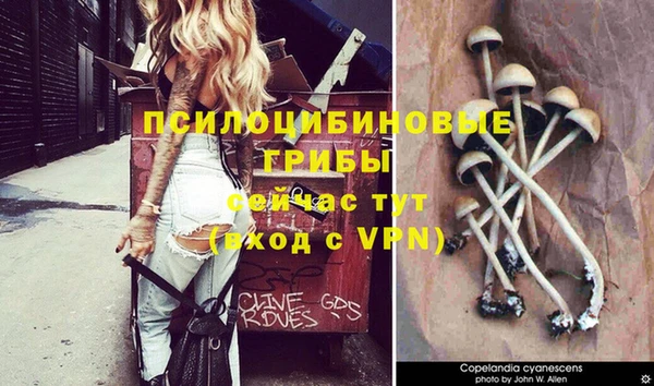 шишки Абаза